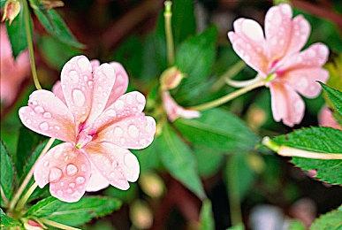 魔法农场模拟经营游戏《梦幻谷》现已发售